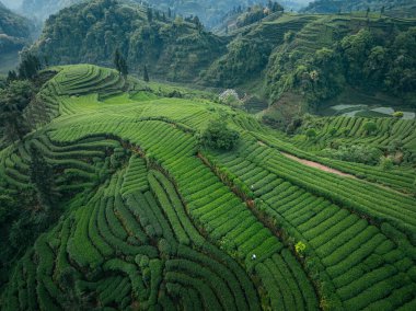 Çin 'deki güzel çay hasadı teras manzarasının havadan görüntüsü.