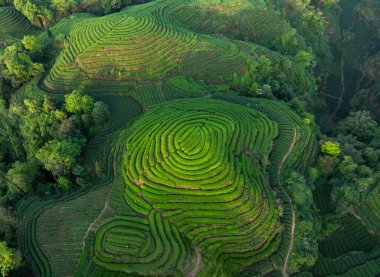 Çin 'deki güzel çay hasadı teras manzarasının havadan görüntüsü.