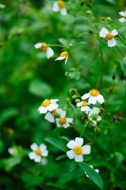 İlkbaharda açan küçük, güzel, beyaz yastık çiçekleri.