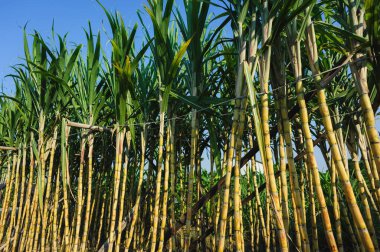 Şeker kamışı ekinleri tarlada yetişir