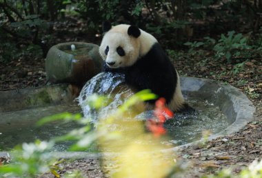 Suda yürüyen sevimli dev panda. 
