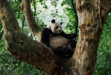 Park yerinde sevimli dev bir panda.