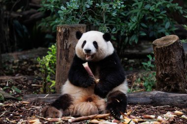Dev panda Çin 'de bambu yaprakları yer.