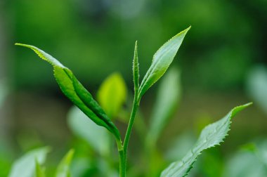 Yeşil çay filizleri baharda, Çin 'de yetişir