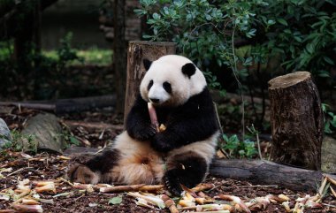 Dev panda Çin 'de bambu yer. 