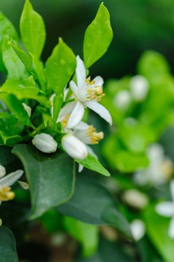 Papağan Mandarin Portakalı, Çirkin Turuncu 