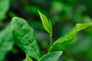 Yeşil çay filizleri baharda, Çin 'de yetişir