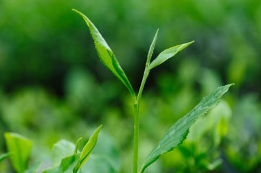 Yeşil çay filizleri baharda, Çin 'de yetişir