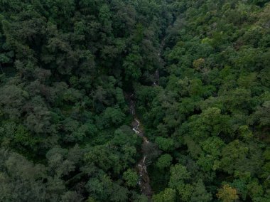 Yalu Zangbu Nehri Vadisi bölgesindeki güzel tropikal orman manzarası, Tibet, Çin 