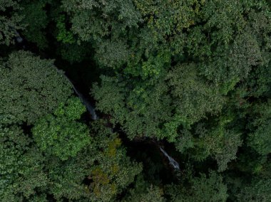 Yalu Zangbu Nehri Vadisi bölgesindeki güzel tropikal orman manzarası, Tibet, Çin 