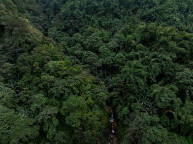 Yalu Zangbu Nehri Vadisi bölgesindeki güzel tropikal orman manzarası, Tibet, Çin