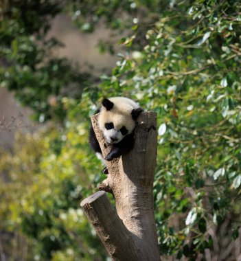 Çin hayvanat bahçesindeki sevimli dev panda.