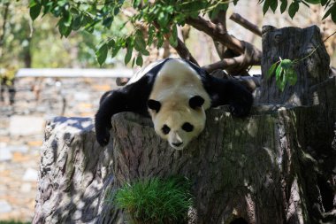 Bir dev panda uyurken salyalarını akıtıyor. 