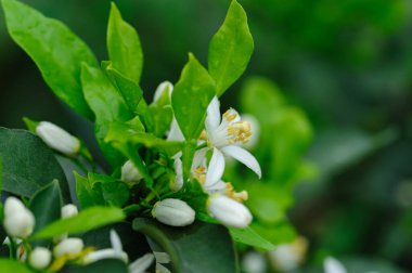 Papağan Mandarin Portakalı baharda çiçek açıyor