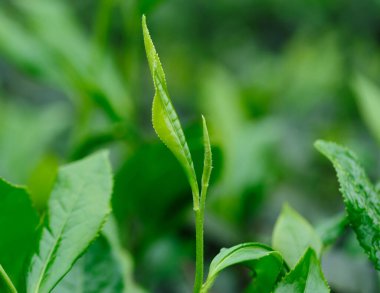 Yeşil çay filizleri baharda, Çin 'de yetişir