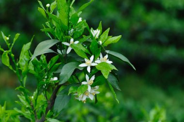 Papağan Mandarin Portakalı baharda çiçek açıyor