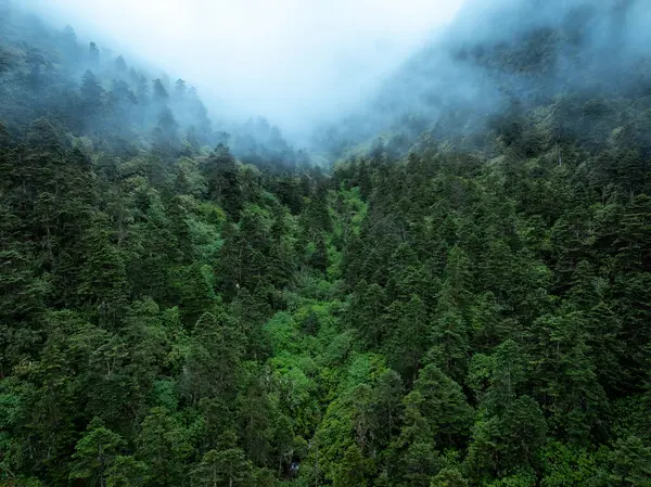 Güzel ormanın ve küçük dere manzarasının havadan görünüşü