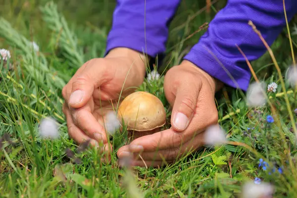 Çiçekli çayırlarda mantar toplayan eller