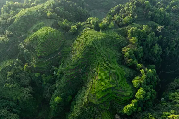 Çin 'deki güzel çay hasadı teras manzarasının havadan görüntüsü.