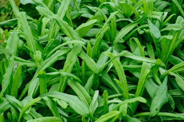 Yeşil romaine marulu Çin 'de, bahçede yetişiyor.