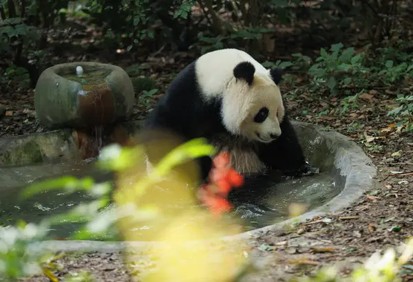 Suda yürüyen sevimli dev panda.