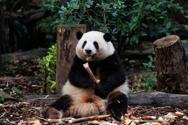 Dev panda Çin 'de bambu yaprakları yer.