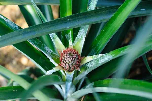 Bahçedeki ağaçta ananas yetişir.