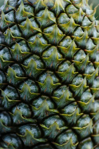 Taze yeşil ananas dokusu 