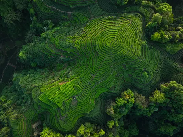 Çin 'deki güzel çay hasadı teras manzarasının havadan görüntüsü.