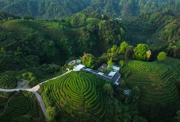 Çin 'deki çay çiftliği teraslarındaki rüya evin hava görüntüleri.