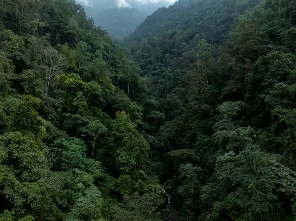 Yalu Zangbu Nehri Vadisi bölgesindeki güzel tropikal orman manzarası, Tibet, Çin