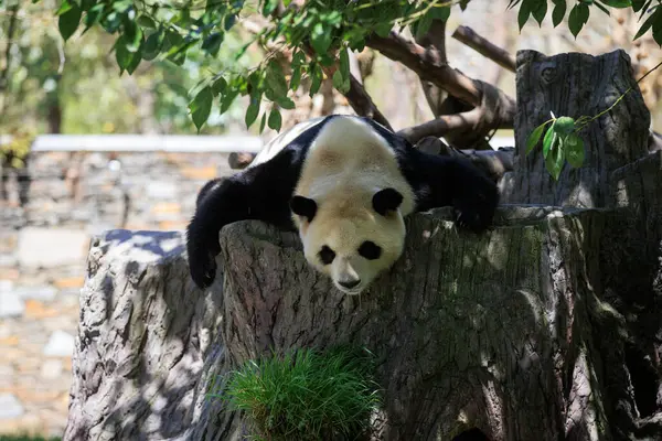 Bir dev panda uyurken salyalarını akıtıyor. 