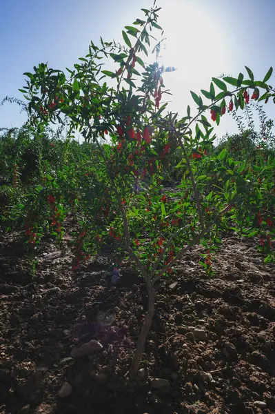 Goji meyveleri ve gün ışığı tarlasında bitkiler