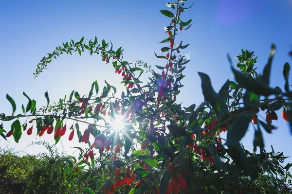 Goji meyveleri ve gün ışığı tarlasında bitkiler
