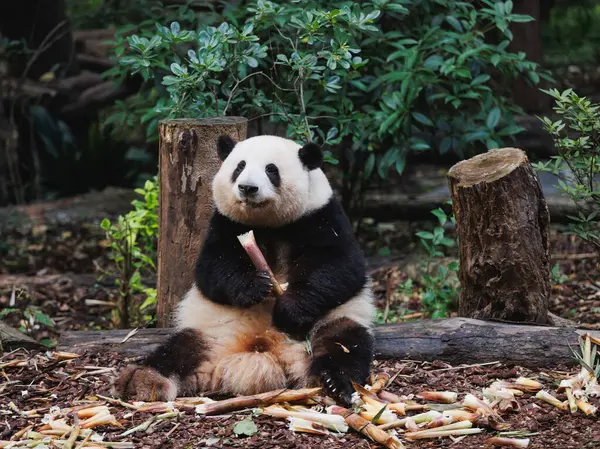 Çin hayvanat bahçesindeki sevimli dev panda.