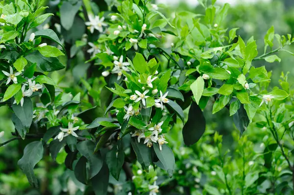 Papağan Mandarin Portakalı baharda çiçek açıyor