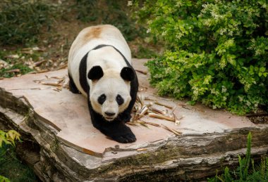 Çin hayvanat bahçesindeki sevimli dev panda.