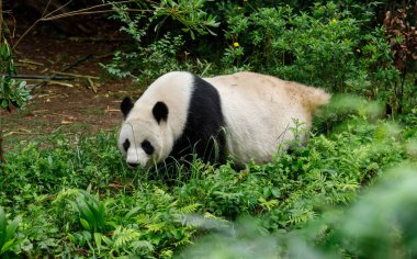 Hayvanat bahçesinde yürüyen sevimli dev panda.