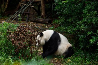 dev panda hayvanat bahçesinde bambu yiyor.