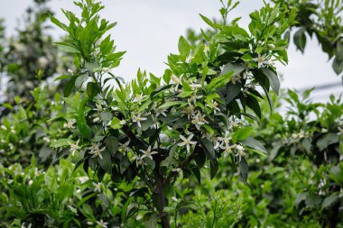 Papağan Mandarin Portakalı baharda çiçek açıyor