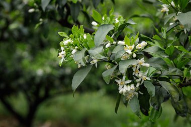 Papağan Mandarin Portakalı baharda çiçek açıyor