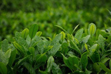 Yeşil çay filizleri baharda, Çin 'de yetişir