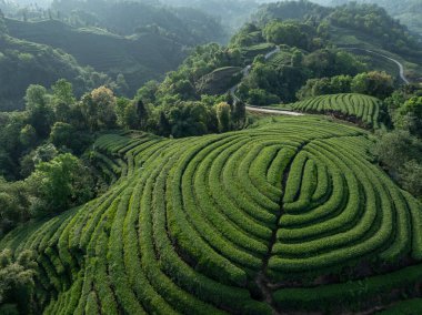 Çin 'deki güzel çay hasadı teras manzarasının havadan görüntüsü.