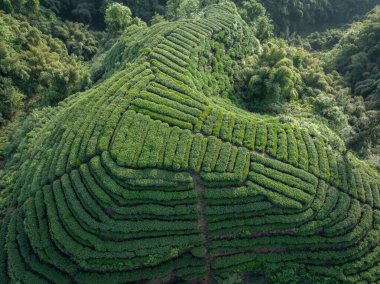 Çin 'deki güzel çay hasadı teras manzarasının havadan görüntüsü.