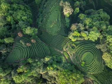 Çin 'deki güzel çay hasadı teras manzarasının havadan görüntüsü.