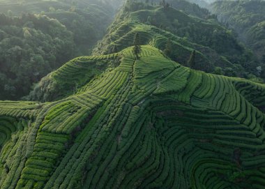 Çin 'deki güzel çay hasadı teras manzarasının havadan görüntüsü.