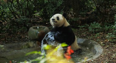 Suyun içinde serinleyen sevimli dev panda.