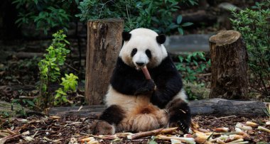 Dev panda He hua (hua hua) hayvanat bahçesinde bambu yer, porselen