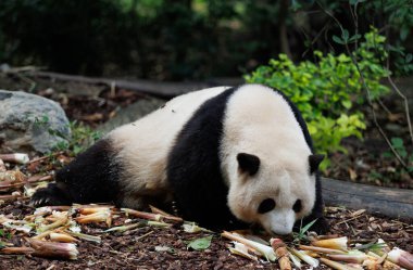 Dev panda He hua (hua hua) hayvanat bahçesinde bambu yer, porselen 