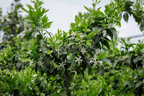 Papağan Mandarin Portakalı baharda çiçek açıyor